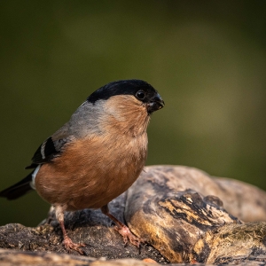 Redwell   15 06 2020   D500   Les 230.jpg